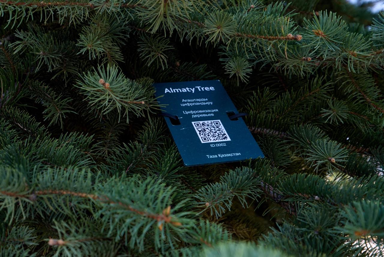 ДЕРЕВЬЯ АЛМАТЫ ПОЛУЧАТ ЦИФРОВЫЕ ПАСПОРТА: ПРОЕКТ KazNARU ВНЕДРЯЕТ QR-КОДЫ И ГИС